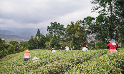 KIEN YU TEA | Premier Taiwan Tea Exporter & EU Organic Certified Producer
Established in 1955, KIEN YU TEA is Taiwan’s leading EU-certified organic tea producer and bulk exporter. We supply premium loose-leaf teas, specialty tea powders for bakery and beverage applications, and custom herbal tisanes. Serving global B2B clients, we offer OEM/ODM tea blending, customized fannings for espresso-style tea machines, and full-spectrum sourcing. Partner with us for globally certified, reliable, and authentic Taiwanese tea solutions tailored to your brand’s growth.